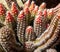 Photography of Stenocereus alamosensisÂ octopus cactusÂ orÂ cina